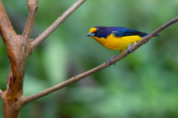 violaceous euphonia