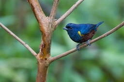 chestnut bellied euphonia