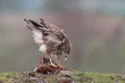 common buzzard