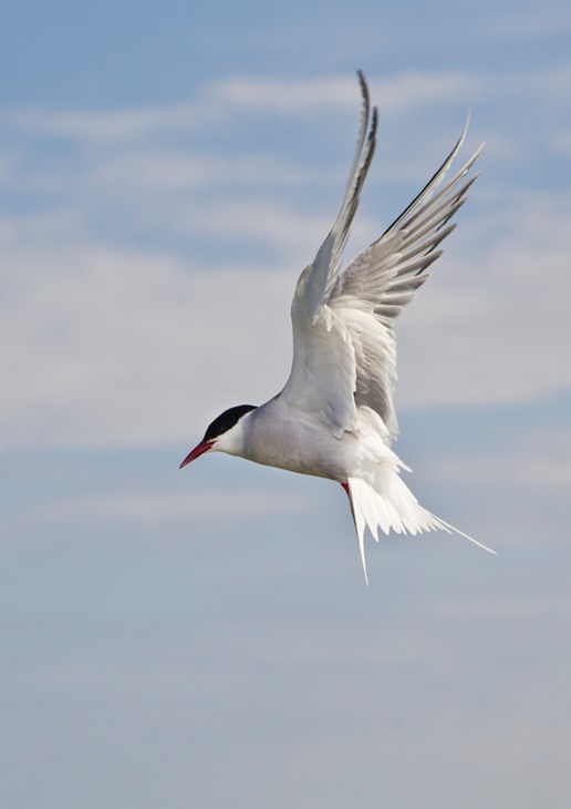 arctic tern