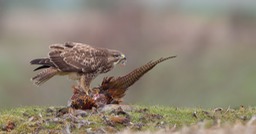 common buzzard