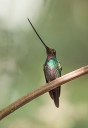 sword billed hummingbird