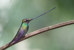 sword billed hummingbird