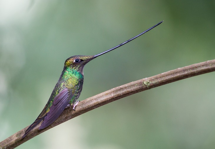 sword billed hummingbird