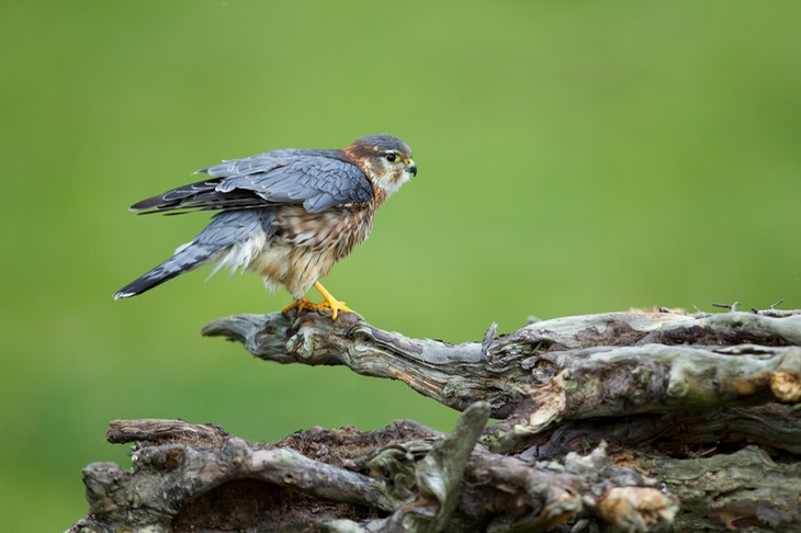 merlin