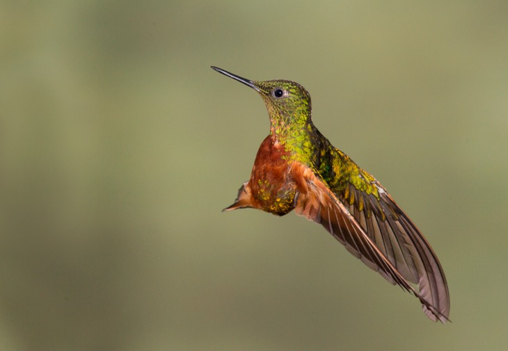 chestnut breasted coronet