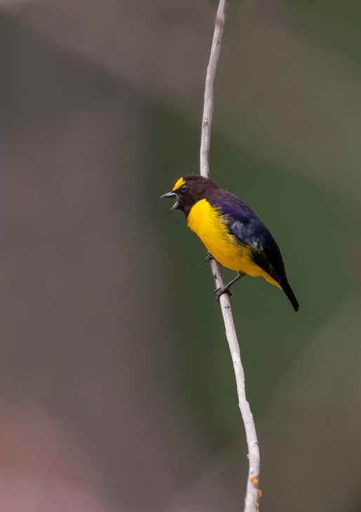 purple throated euphonia