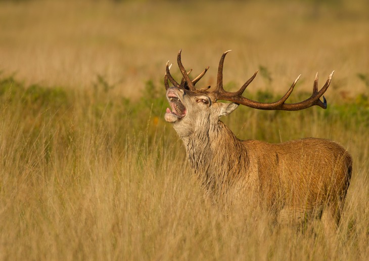 red deer