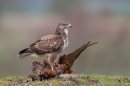 common buzzard