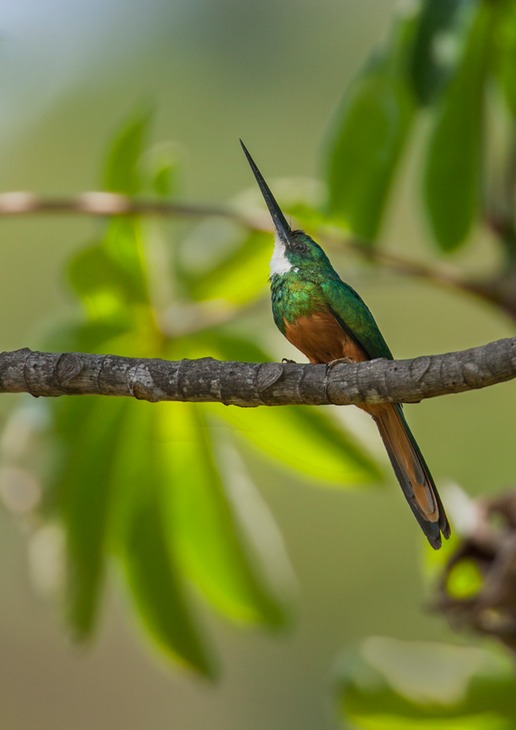 rufous tailed jacamar