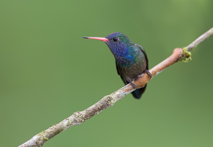 white chinned sapphire