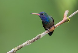 white chinned sapphire