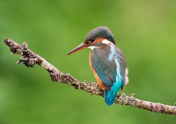 kingfisher