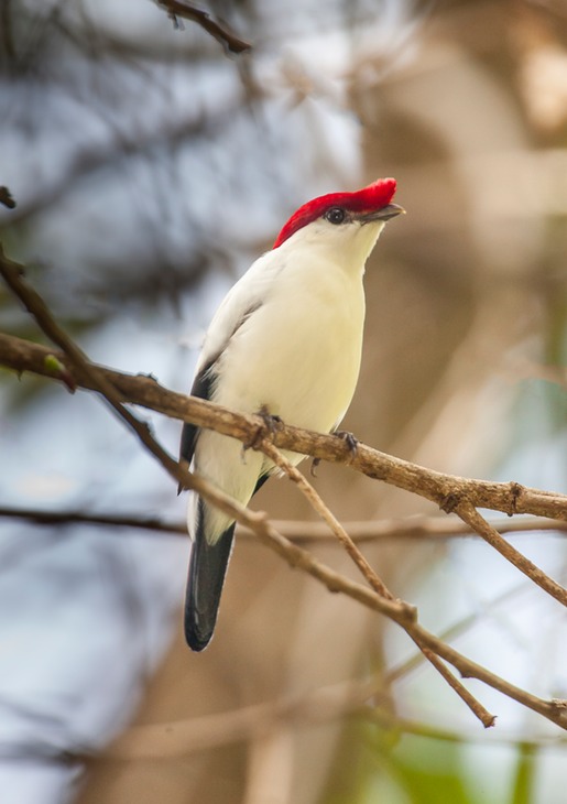 araripe manakin