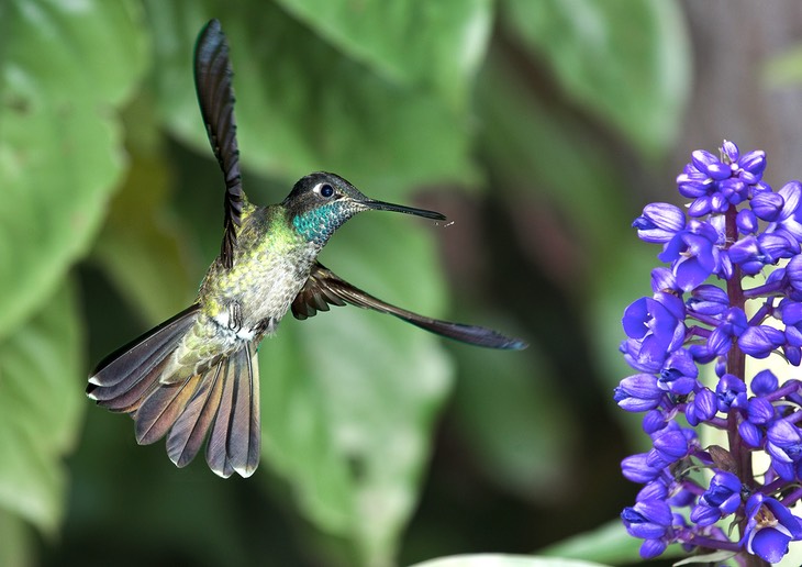 magnificent hummingbird