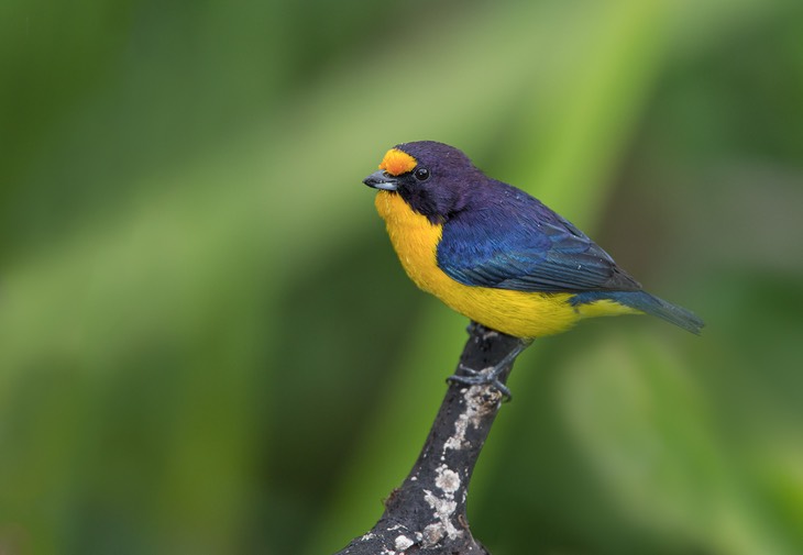 violaceous euphonia