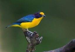 violaceous euphonia