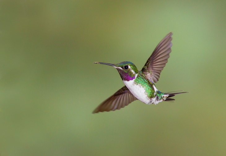 white bellied woodstar