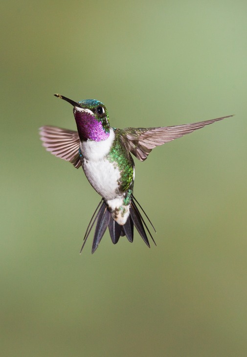 white bellied woodstar