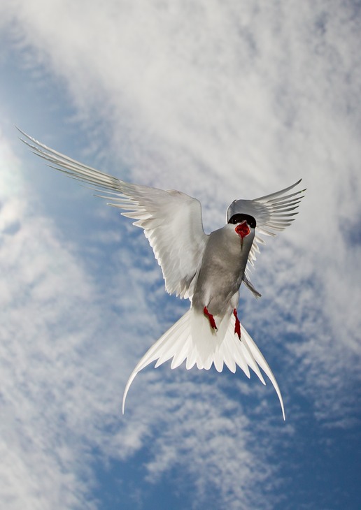 arctic tern