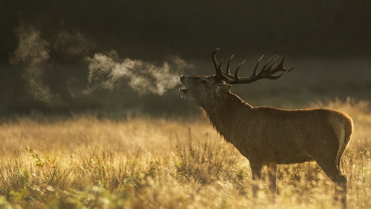 red deer