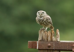 little owl