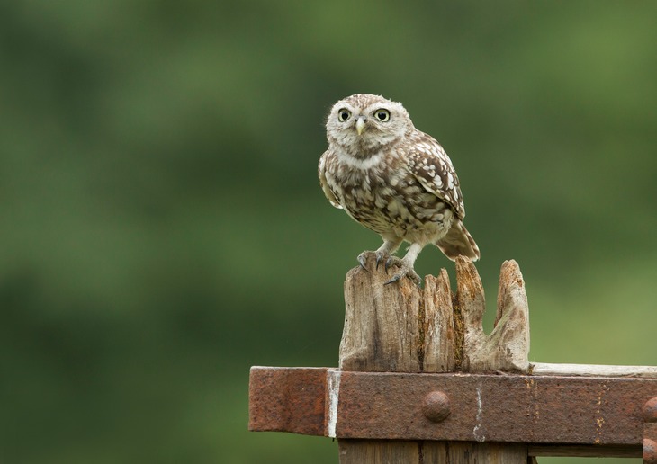 little owl