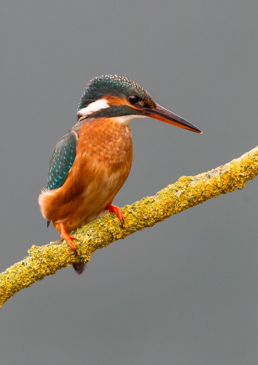 kingfisher