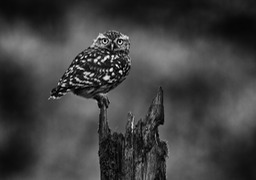 little owl