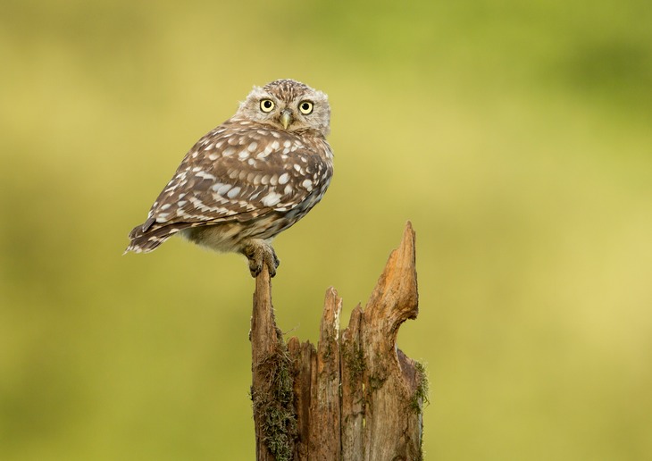 little owl