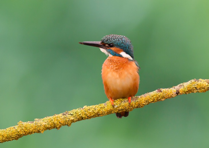 kingfisher