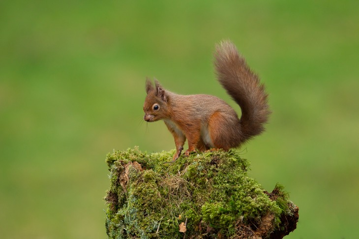 red squirrel