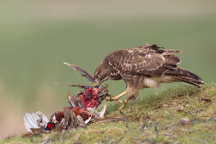 common buzzard