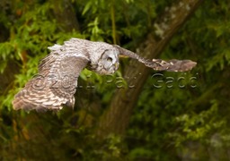 great grey owl