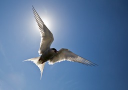 arctic tern