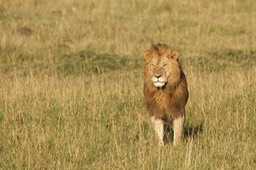 lion