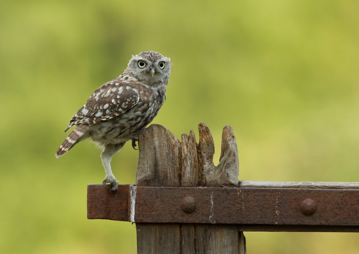 little owl