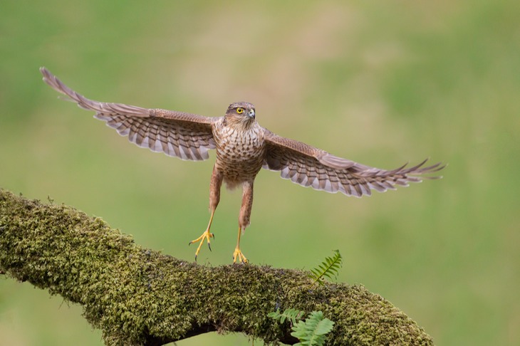 sparrowhawk juv