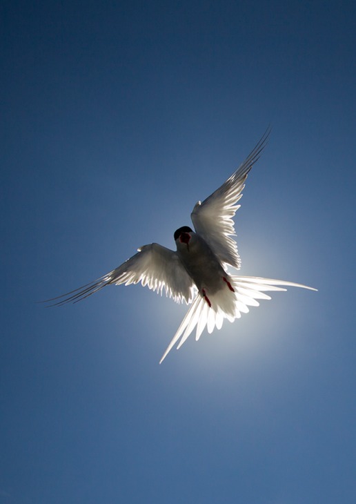 arctic tern