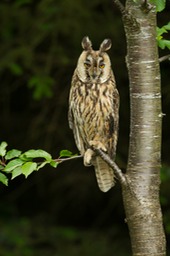 long eared owl