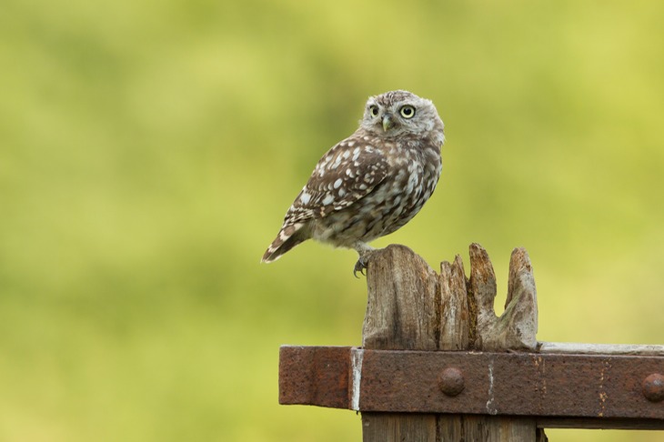 little owl