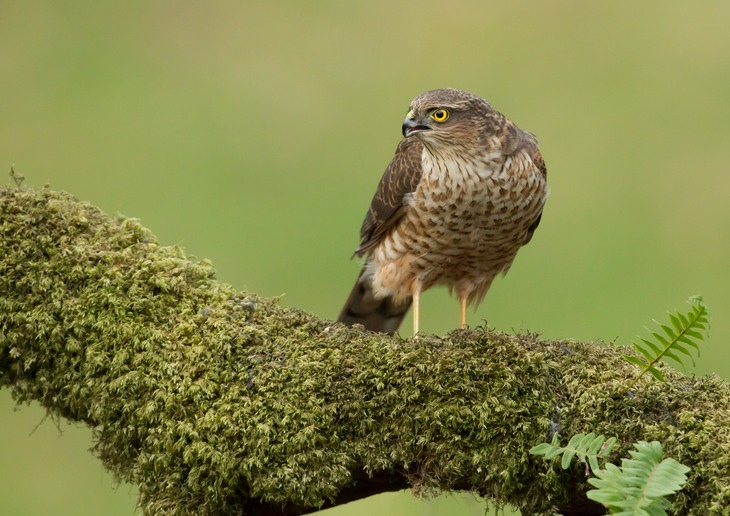 sparrowhawk juv