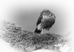 sparrowhawk juv