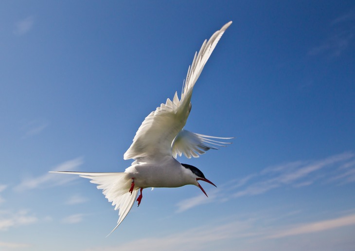 arctic tern
