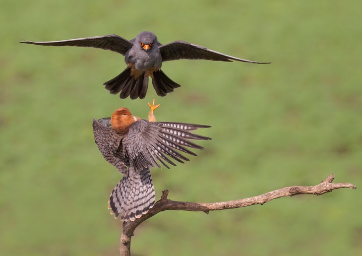 red footed falcon