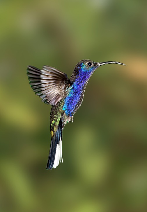 violet sabrewing