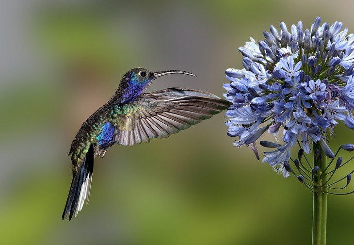 violet sabrewing