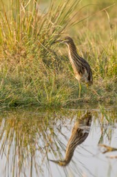 squacco heron