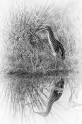 squacco heron