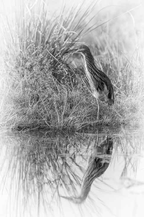 squacco heron